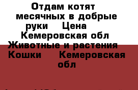 Отдам котят 4 месячных в добрые руки. › Цена ­ 0 - Кемеровская обл. Животные и растения » Кошки   . Кемеровская обл.